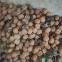 گردو