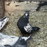 کبوتر پاکستانی