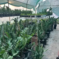 گل و گیاه-گل آپارتمانی-گلخانه|گل و گیاه طبیعی|کوهی‌خیل, |دیوار