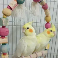 عروس هلندی
