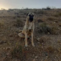 سگ سرابی ۱۲ ماهه|سگ|انگوران, |دیوار