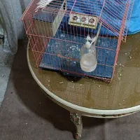 یک جوجه عروس هلندی سالم