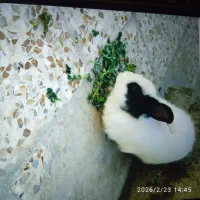 بچه خرگوش خوشگل زیبا برای سرگرمی خانگی