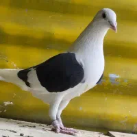 کبوتر