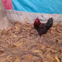 خروس محلی ، مرغ ، اردک|حیوانات مزرعه|چناران, |دیوار