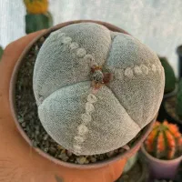 آسترو سه پر کلکسیونی