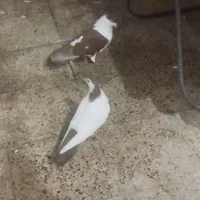 جتنگاه