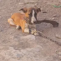 2عدد سگ پاکوتاه زبر و زرنگ
