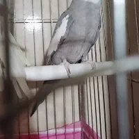 یه جفت عروس هلندی