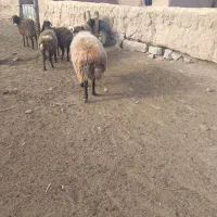 قوچ چهار دندان افشار ی|حیوانات مزرعه|تربت جام, جامرود|دیوار
