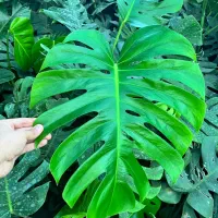 مانسترا و برگ انجیری|گل و گیاه طبیعی|آمل, |دیوار