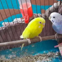 ۴ عدد مرغ عشق برای فروش خونگی هستند