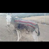 الاغ نر|حیوانات مزرعه|الشتر, |دیوار