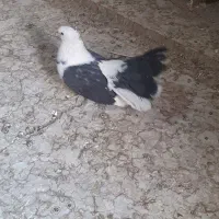 کبوتر