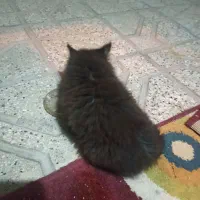 گربه