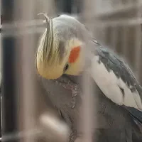 عروس هلندی مولد