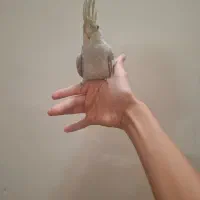 عروس هلندی دستی بالغ ماده