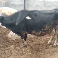 گاو پر تولیذ|حیوانات مزرعه|بیرجند, |دیوار