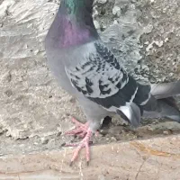 پلاکی|پرنده|میناب, |دیوار