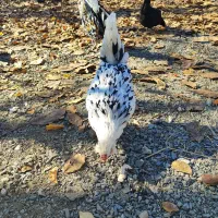 تخم مرغ نطفه دار گلین|حیوانات مزرعه|سنندج, |دیوار