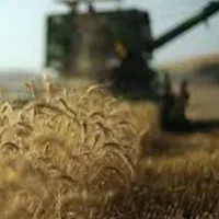 جودیم جو بذری