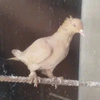 کبوتر رواعب زرد