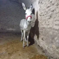 الاغ|حیوانات مزرعه|ملایر, |دیوار