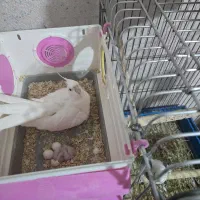 جفت عروس البینو دستی سخنگو