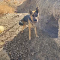 سگ ژرمن|سگ|ملایر, |دیوار