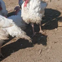 بوغلمون  بیوتی ۶ ک ۲۰۰|حیوانات مزرعه|گمیشان, |دیوار