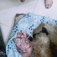 واگذاری توله سگ نژاد خاص ژورنالی