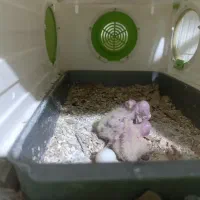 عروس هلندی با جوجه