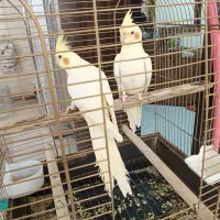 لوتینو تازه دونخور جوجه  سه ماه