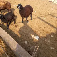 2راس بره نره|حیوانات مزرعه|جوادآباد, |دیوار