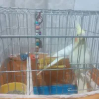 عروس هلندی|پرنده|نجفآباد, فردوسی|دیوار