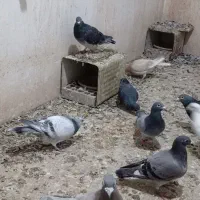 دسته پلاکی درجه یک