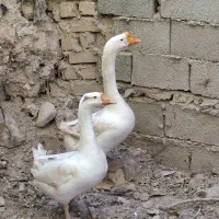 فروشی