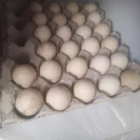 تخم مرغ لاری اصیل