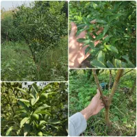 فروش عمده کامکوات