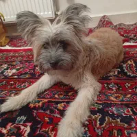 سگ تریر|سگ|کاشان, یزد‌آباد|دیوار