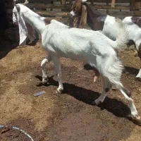 بز پاکستانی درجه یک