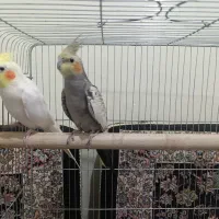 عروس هلندی