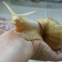 حلزون سالم درشت فقط معاوضه