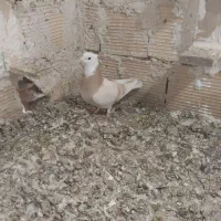 کبوتر400|پرنده|مشکین‌دشت, |دیوار