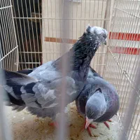 کبوتر رنگه