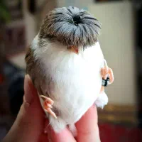 قناری گلاستر