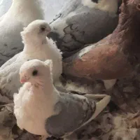 کبوتر فروشی|پرنده|شاهرود, |دیوار