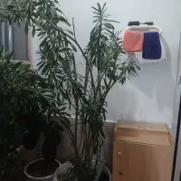 گل ژاله