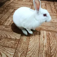 خرگوش بازیگوش وتمیز