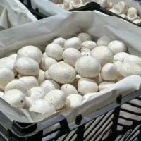 قارچ درجه یک